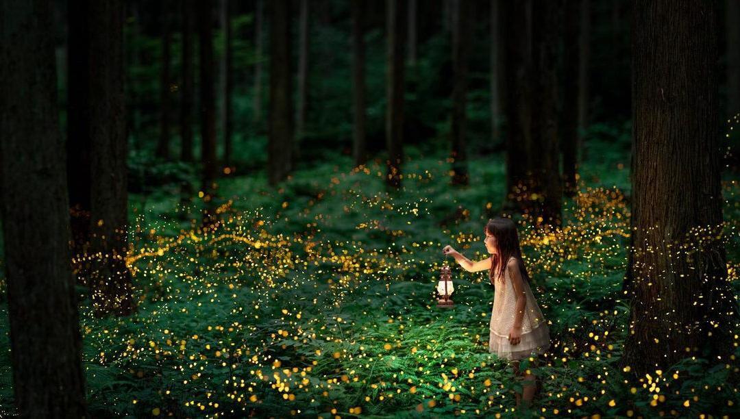 Fireflies