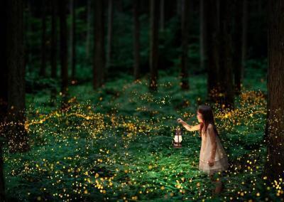 Fireflies